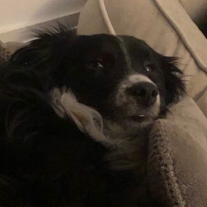 Meet your Posher, Cedar